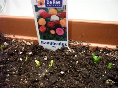 siemen ranunculus