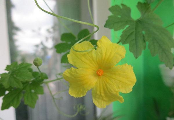 momordica kukkii