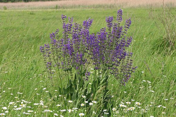 niitty salvia