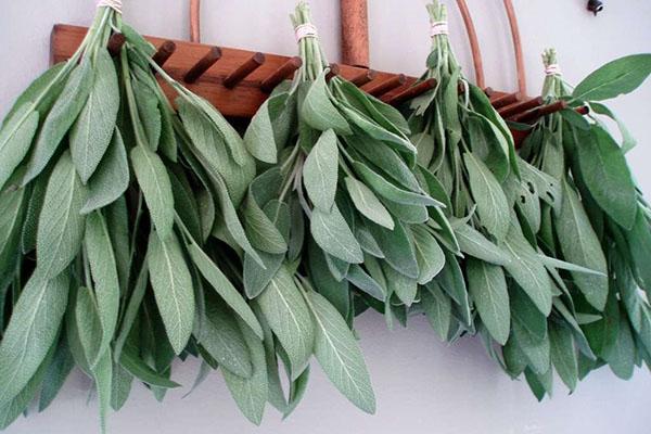 korjuu salvia