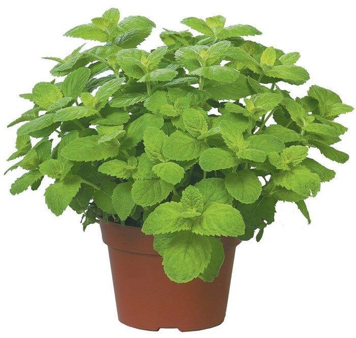 Melissa sisätiloissa potissa