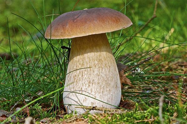 hyödyllisiä ominaisuuksia purasieniä