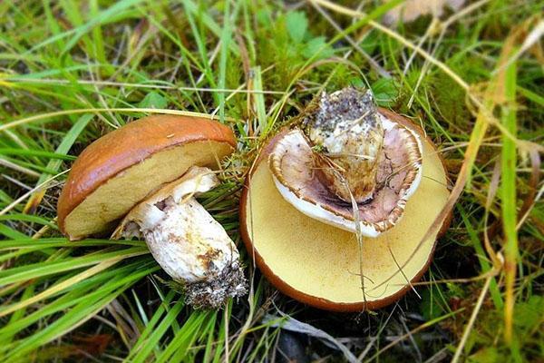 ainutlaatuinen öljyn koostumus