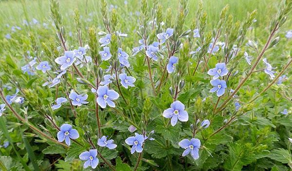 Veronica officinalis -yrtti
