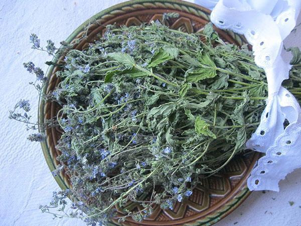 Veronica officinalisin valmistus