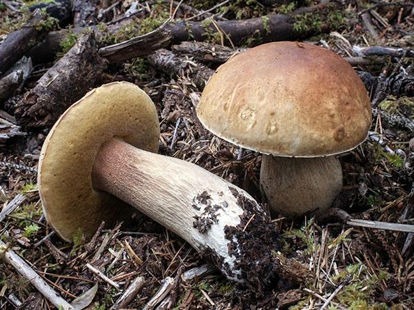 tyyppisiä urospuolisieniä