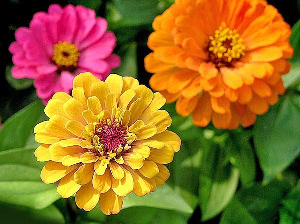 zinnia siro