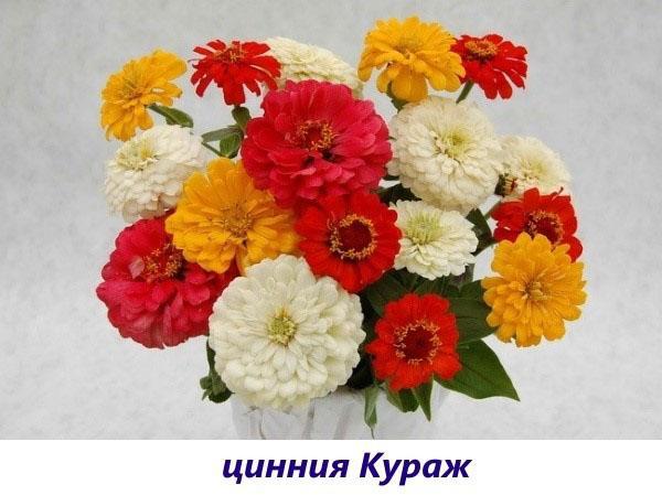 zinnia rohkeutta