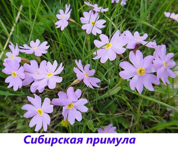 Siperian esikko