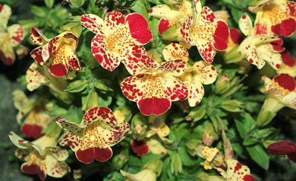Mimulus kukkii