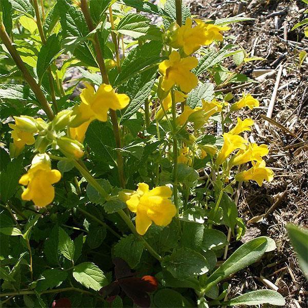 mimulus maan kukkapenkissä
