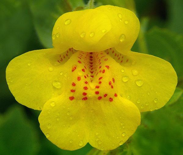 Mimulus guttatus (pilkullinen)