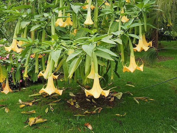 kasvava brugmansia siemenistä