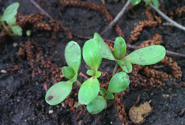 zinniat avoimella kentällä