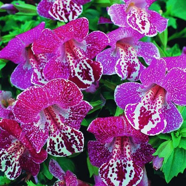 Mimulus talvi auringonlasku
