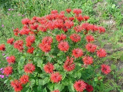 puutarha bergamotti monarda