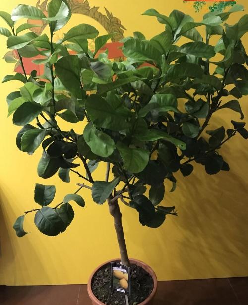 bergamotti sisätiloissa