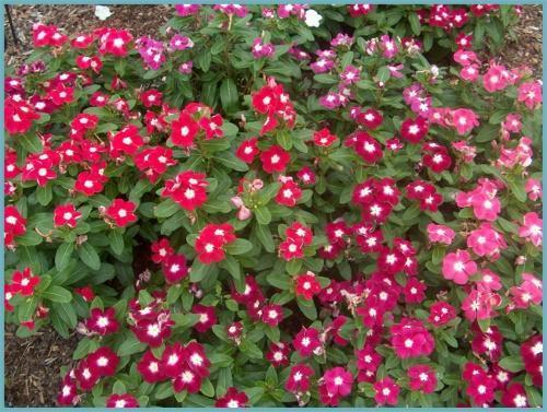 kuinka kasvattaa catharanthus