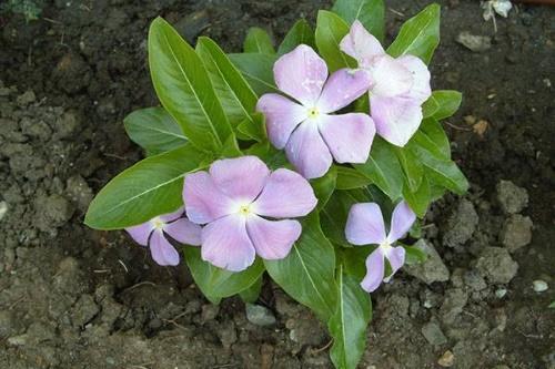 catharanthus kukkapenkissä