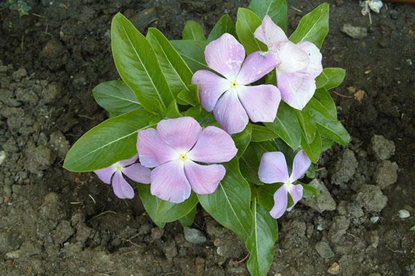 catharanthus kotona