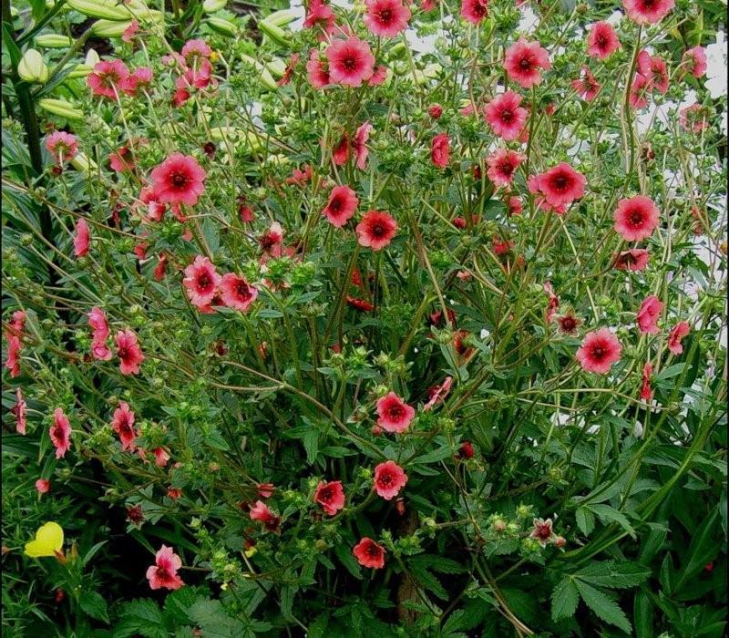 Nepalin Potentilla