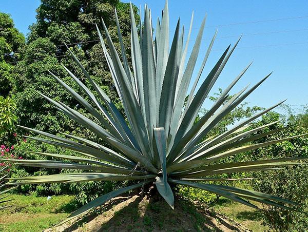 agave-kasvin lääkinnälliset ominaisuudet