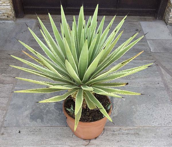 agave kotona