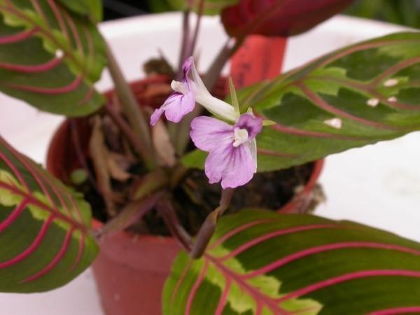 arrowroot tricolor