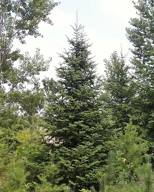 balsamikuusi