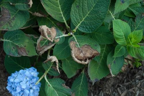 miksi hydrangean lehdet kuivuvat