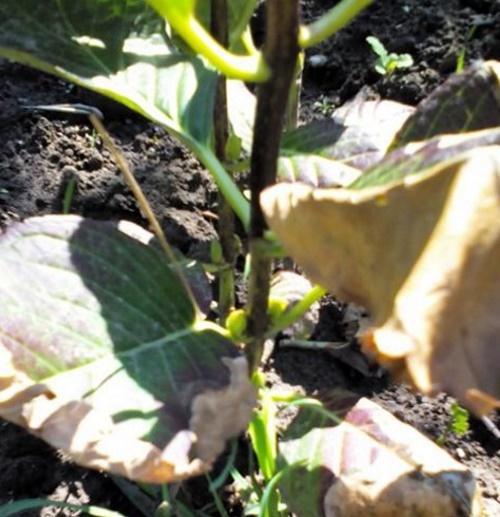 hydrangea istutuksen jälkeen