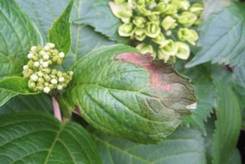palaa hydrangea