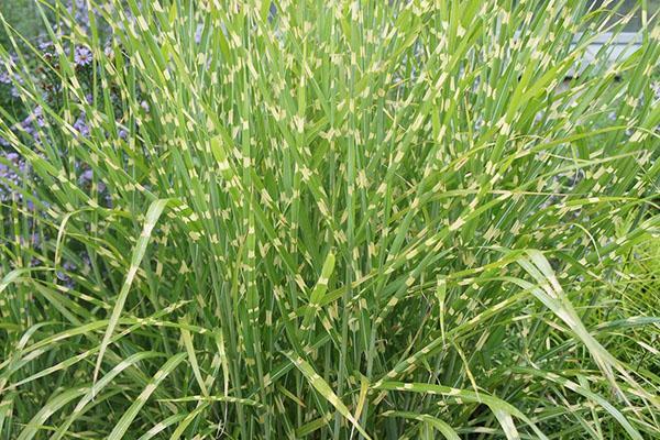 miscanthus maassa