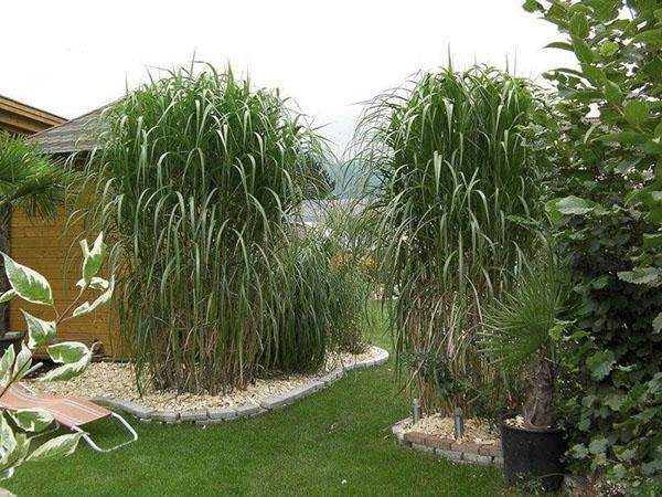 miscanthus-jättiläinen