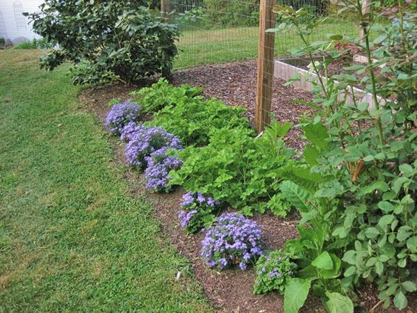 ageratum kukkapenkissä