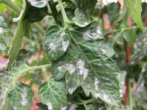 tomaatti septoria