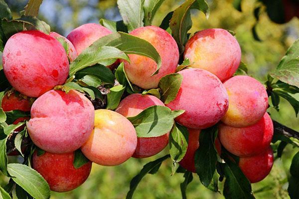 luumu lajike Peach