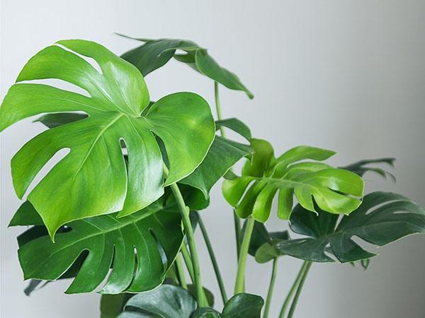 monstera-gourmet