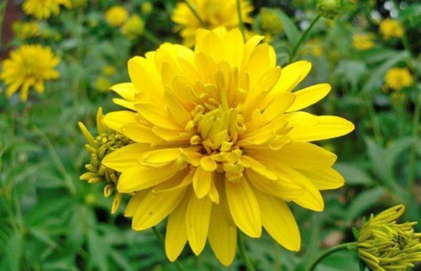 tyypit rudbeckia puutarhaan