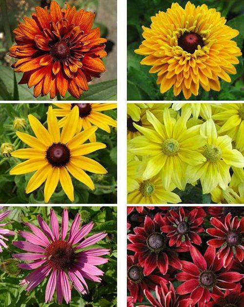 erityyppisten rudbeckien kirkkaat kukinnot
