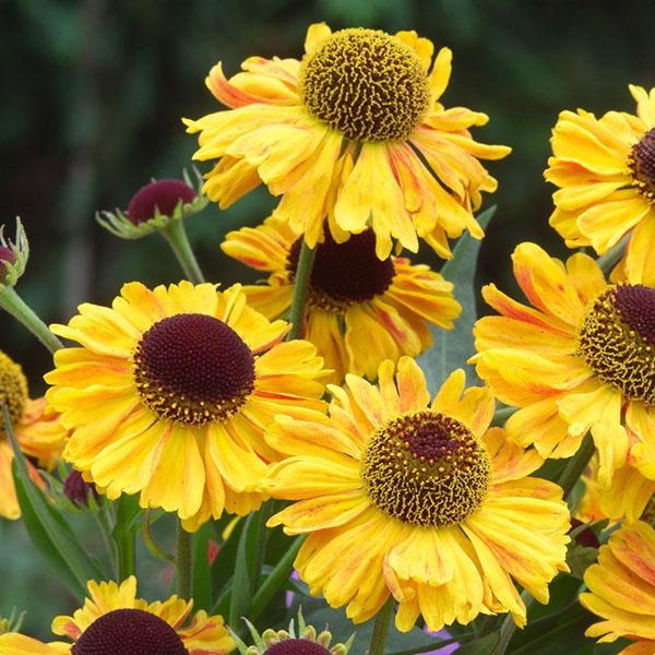 ihana helenium puutarhassa