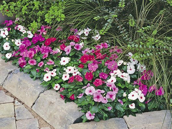 kasvaa catharanthus puutarhassa