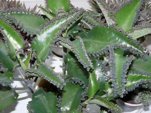 mitä voidaan hoitaa Kalanchoe