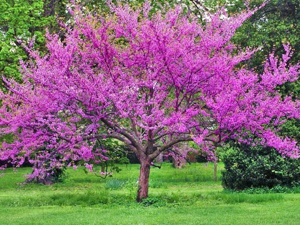 cercis-puu