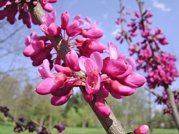 cercis eurooppalainen