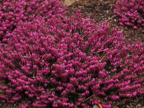 Erica puutarhassa