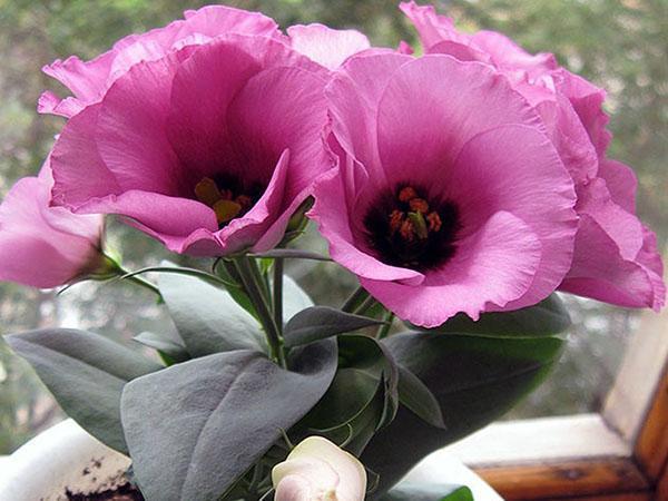 eustoma sisätiloissa viljely ja hoito