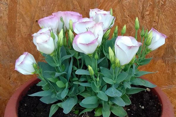 kompakti eustoma-holkki