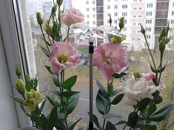 eustoma ikkunalaudalla