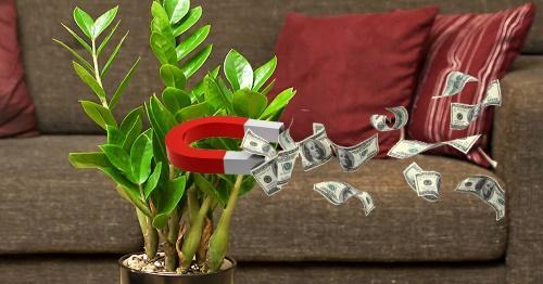 zamioculcas ja feng shui